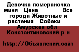 Девочка помераночка мини › Цена ­ 50 000 - Все города Животные и растения » Собаки   . Амурская обл.,Константиновский р-н